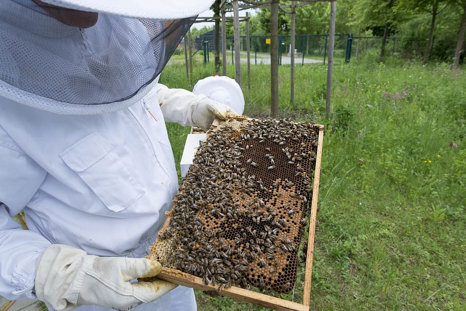 Bee keeping Starter Kit beepark.in