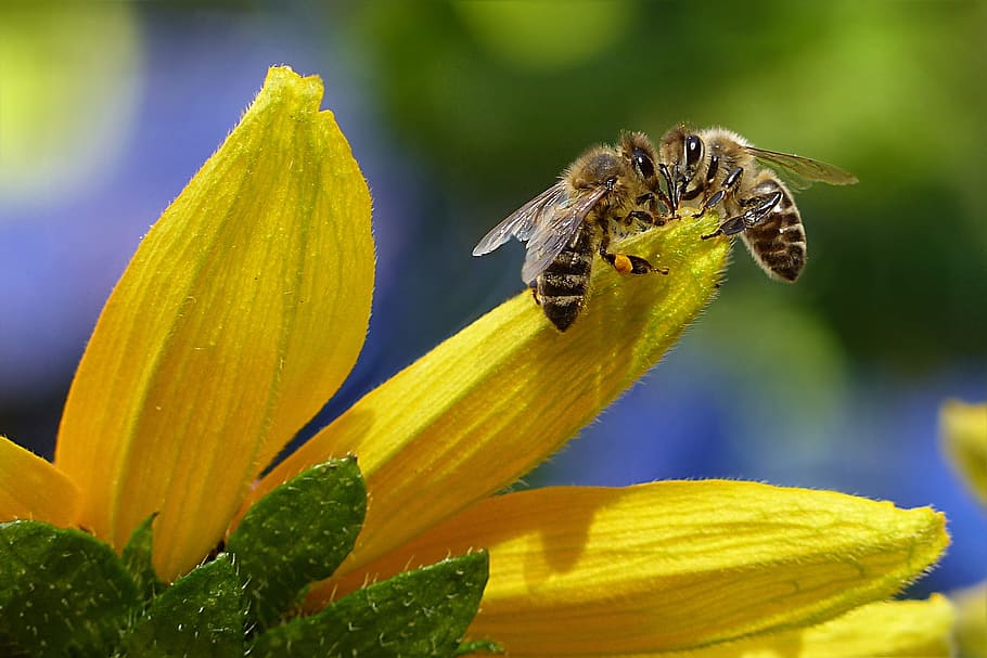 Bee Species in Arizona beepark.in