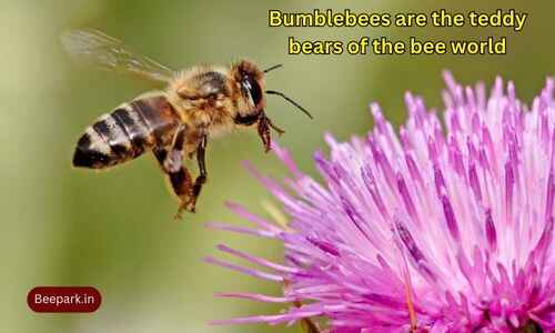 Bee Species in California A Buzzworthy Look at Our Pollinators Beepark.in