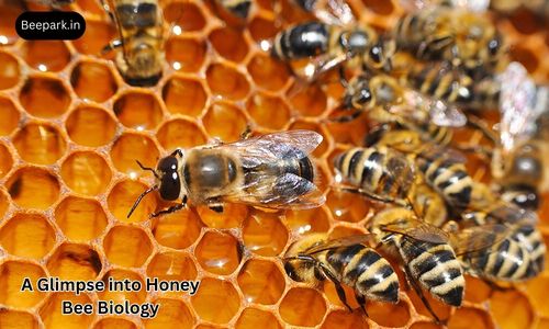 Honey Bee Biology and Beekeeping Beepark.in