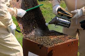 How to Start a Bee Farm Business beepark.in