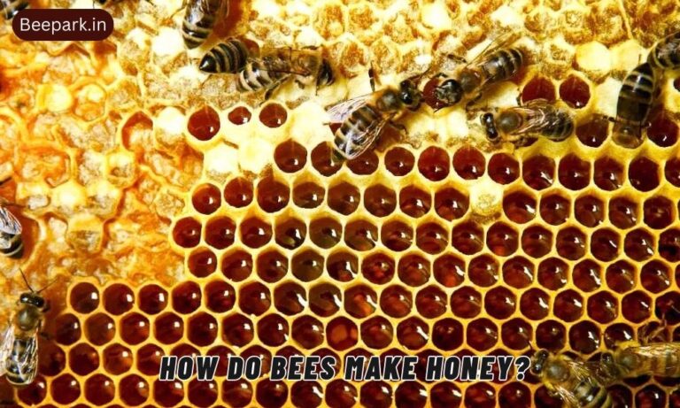 How Do Bees Make Honey A Beginner’s 12 Impressive Step Guide Beepark.in