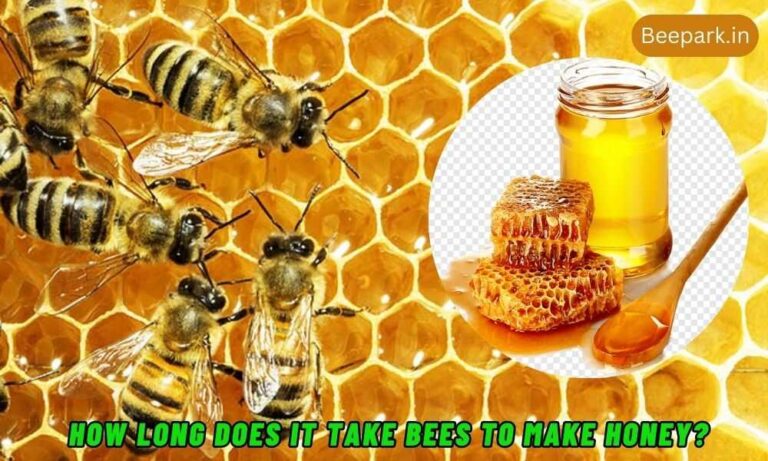 How Long Does It Take Bees To Make Honey Beepark.in