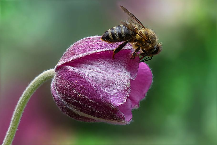 Bee Species in Arizona beepark.in