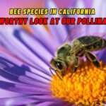 Bee Species in California A Buzzworthy Look at Our Pollinators Beepark.in