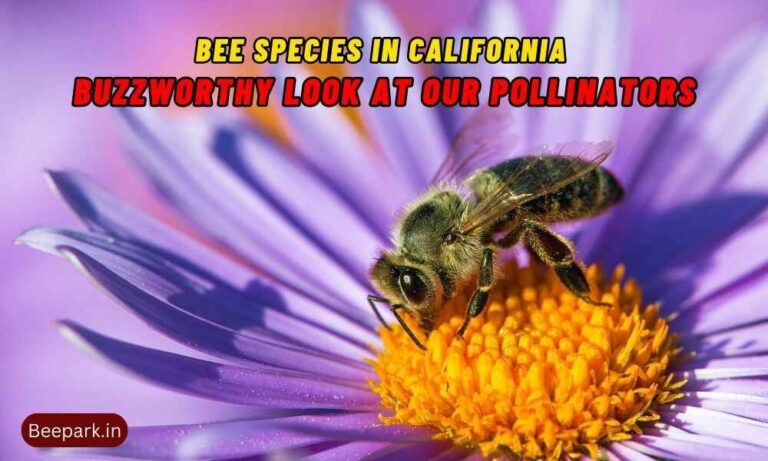 Bee Species in California A Buzzworthy Look at Our Pollinators Beepark.in