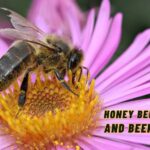 Honey Bee Biology and Beekeeping Beepark.in