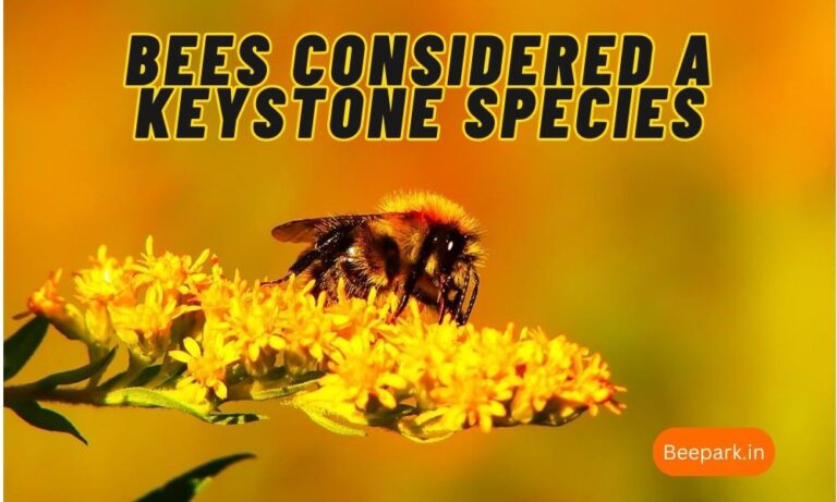 Why are Bees Considered a Keystone Species Beepark.in